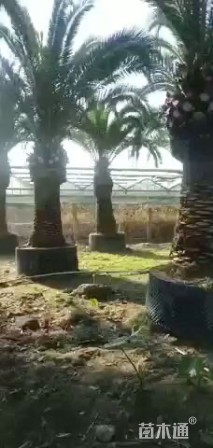 裸干高20厘米加拿利海枣