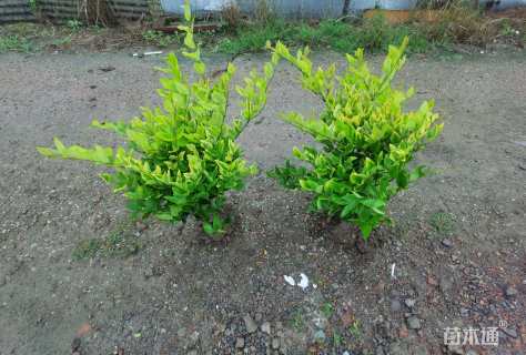 高度50厘米金森女贞