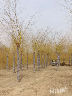 10公分红丝垂柳