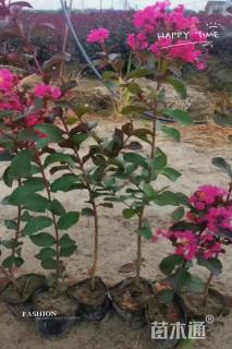 高度60厘米丛生红花紫薇