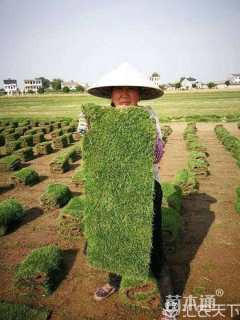 草卷状百慕大草