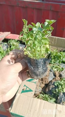 高度15厘米蛇莓