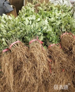 高度10厘米卫矛