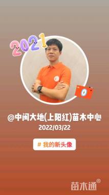 12公分罗汉松
