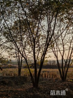 32公分丛生朴树