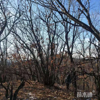 高度600厘米丛生蒙古栎