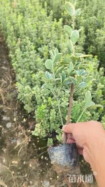 高度40厘米金边黄杨小苗