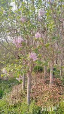 高度250厘米丁香