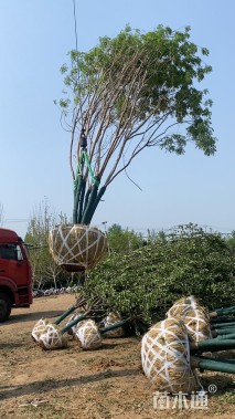 高度800厘米(5杆)丛生国槐