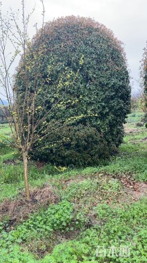 高度450厘米丛生桂花