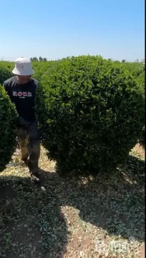 冠幅180厘米大叶黄杨球