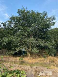 30公分(3杆)丛生朴树