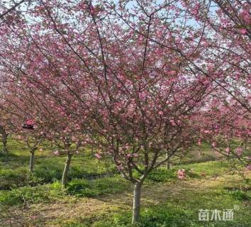 11公分垂丝海棠