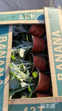 高度20厘米银叶菊