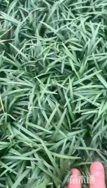 高度20厘米中叶麦冬