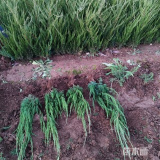 高度40厘米小龙柏