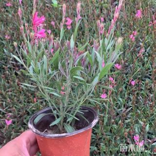 高度60厘米山桃草