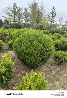 冠幅150厘米小叶黄杨球