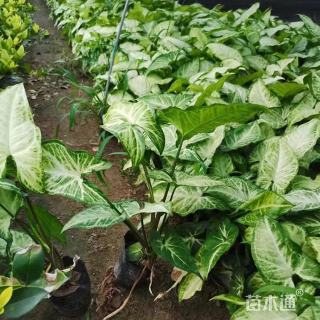 高度30厘米合果芋