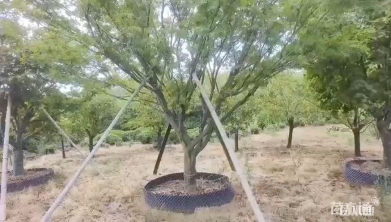 7公分红枫