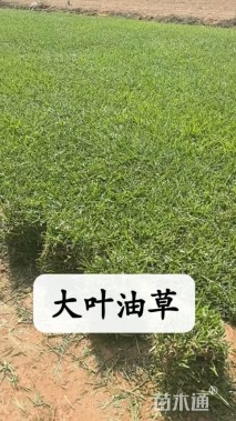 草卷状草皮
