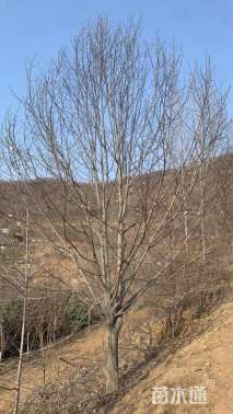 17公分二乔玉兰