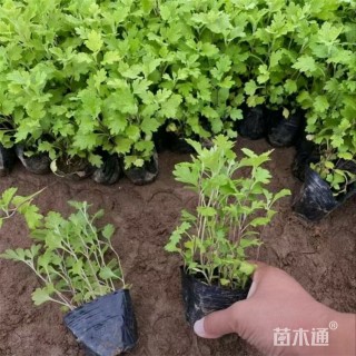 高度14厘米地被菊