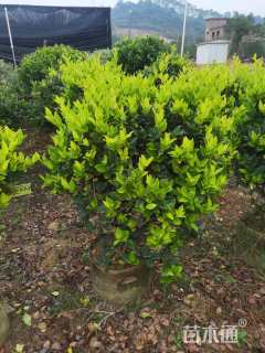 冠幅100厘米金森女贞球