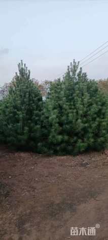 高度200厘米白皮松