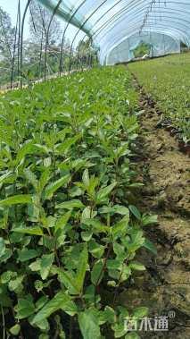 高度20厘米鼠尾草