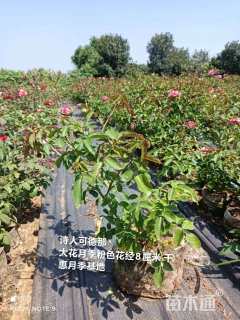 高度50厘米大花月季