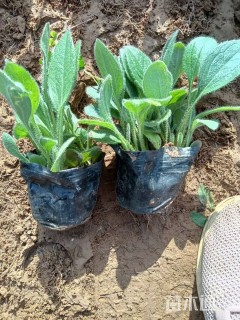 高度22厘米黑心菊