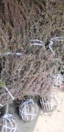 高度200厘米珍珠梅