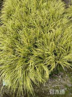 高度30厘米金叶石菖蒲