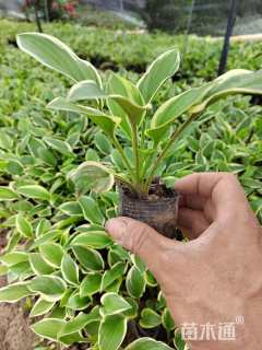 高度15厘米金边玉簪