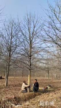 18公分娜塔栎