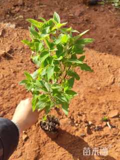 高度30厘米鼠尾草