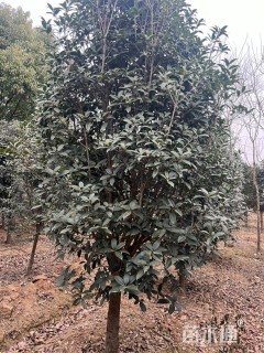 10公分桂花