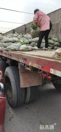 30厘米藤本月季