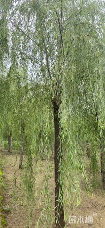 15公分嫁接垂柳