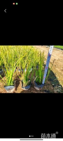 高度20厘米金叶石菖蒲