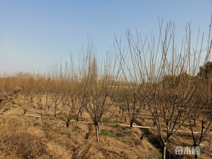 8公分红梅
