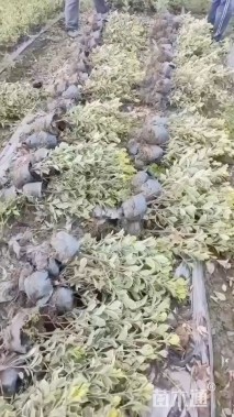 高度30厘米金边黄杨