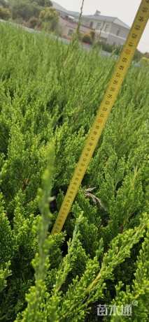 高度50厘米龙柏