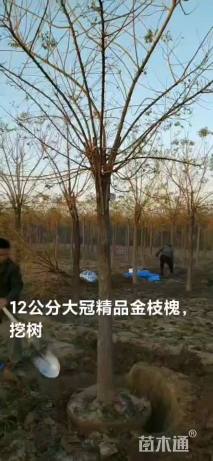 8公分黄金槐