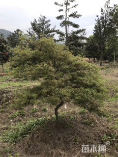 高度200厘米羽毛枫