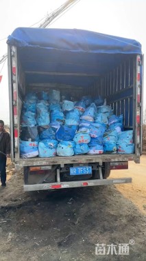 高度40厘米韭兰