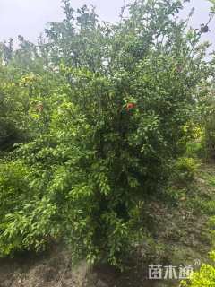 高度150厘米丛生花石榴