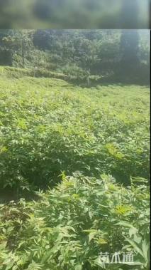 高度70厘米黄柏小苗