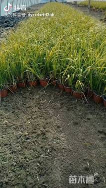 高度20厘米金叶石菖蒲